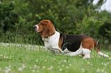BASSET HOUND 051